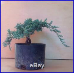 Icee Blue Juniper Pre Bonsai Tree Evergreen Shohin