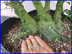 Ilex Shilling Pre Bonsai Tree In 5 Gallons Container