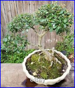 Ilex Vomitorium (Schilling) Bonsai Tree large scalloped pot. Big old tree