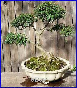 Ilex Vomitorium (Schilling) Bonsai Tree large scalloped pot. Big old tree