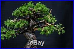 Imported Itoigawa Juniper Bonsai Tree