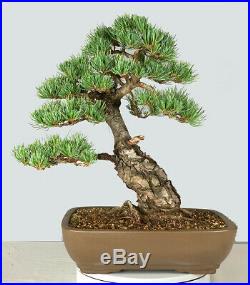 Imported Japanese White Pine Bonsai Tree