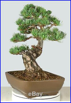 Imported Japanese White Pine Bonsai Tree