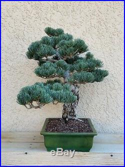 Imported Japanese White Pine Bonsai Tree 22 Tall