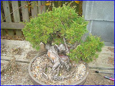 Imported Shohin Shimpaku Juniper bonsai