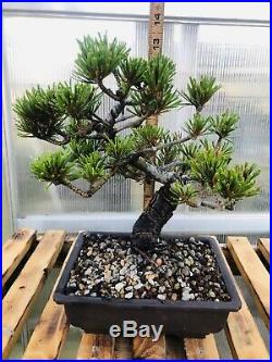 Imported japanese white pine bonsai