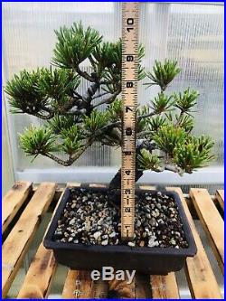 Imported japanese white pine bonsai