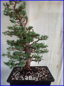 Italian Stone Pine Bonsai