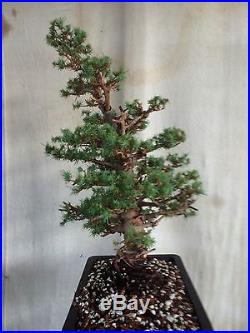 Italian Stone Pine Bonsai