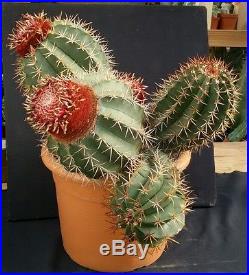 J517 MELOCACTUS SALVADORIENSIS H25 Ø38 cactus ariocarpus