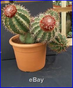 J517 MELOCACTUS SALVADORIENSIS H25 Ø38 cactus ariocarpus