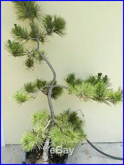 Japanese Black Pine Bonsai Tree, Father's Day Sale