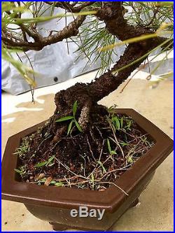 Japanese Black Pine Bonsai Tree Future Specimen