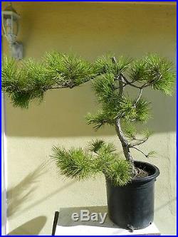 Japanese Black Pine Bonsai Tree, Sale