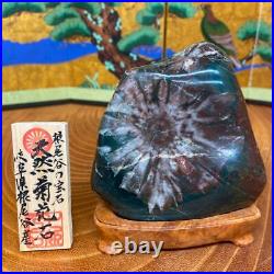 JAPANESE BONSAI SUISEKI Chrysanthemum Stone F/Neodani 1109535mm 560g #S158