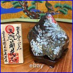 JAPANESE BONSAI SUISEKI Chrysanthemum Stone F/Neodani 12012070mm 690g #S175