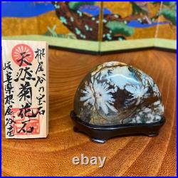 JAPANESE BONSAI SUISEKI Chrysanthemum Stone F/Neodani 705030mm 160g #S153