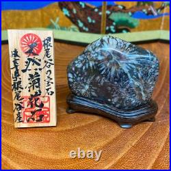 JAPANESE BONSAI SUISEKI Chrysanthemum Stone F/Neodani 706030mm 200g #S197