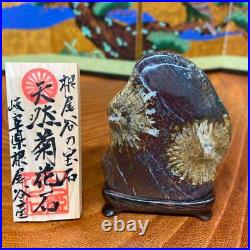 JAPANESE BONSAI SUISEKI Chrysanthemum Stone F/Neodani 806020mm 90g #S154