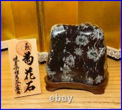 JAPANESE BONSAI SUISEKI Kikkaseki/Chrysanthemum Stone 12060H120mm 1220g #389