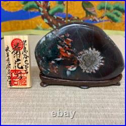 JAPANESE BONSAI SUISEKI Kikkaseki/Chrysanthemum Stone 1208025mm 380g #407