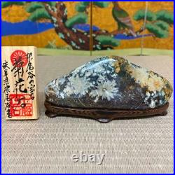 JAPANESE BONSAI SUISEKI Kikkaseki/Chrysanthemum Stone 1306040mm 340g #408