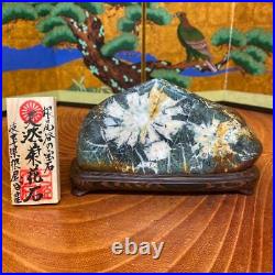 JAPANESE BONSAI SUISEKI Kikkaseki/Chrysanthemum Stone 1408040mm 670g #S278