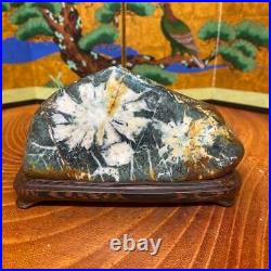 JAPANESE BONSAI SUISEKI Kikkaseki/Chrysanthemum Stone 1408040mm 670g #S278
