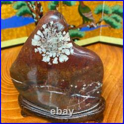 JAPANESE BONSAI SUISEKI Kikkaseki/Chrysanthemum Stone 15012040mm 828g #340