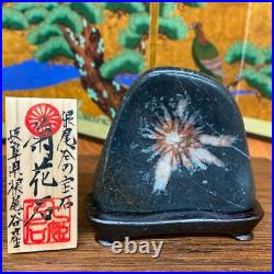JAPANESE BONSAI SUISEKI Kikkaseki/Chrysanthemum Stone 808015mm 140g #357