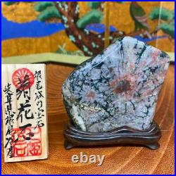 JAPANESE BONSAI SUISEKI Kikkaseki/Chrysanthemum Stone 857030mm 259g #336