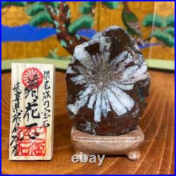 JAPANESE BONSAI SUISEKI Kikkaseki/Chrysanthemum Stone 906035mm 209g #333