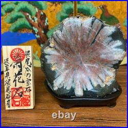 JAPANESE BONSAI SUISEKI Kikkaseki/Chrysanthemum Stone 959550mm 550g #359