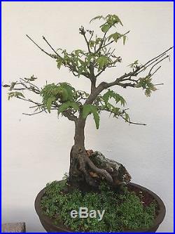 JAPANESE MAPLE Over The South Africa Rock BONSAI
