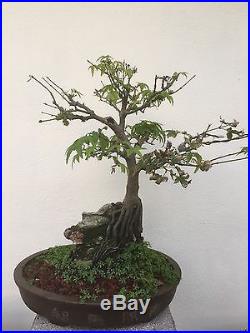 JAPANESE MAPLE Over The South Africa Rock BONSAI