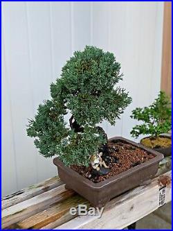 JUNIPER Pre-Bonsai tree! Cold Hardy Evergreen! Wired & Styled