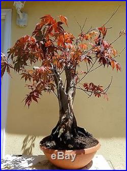 Japanese Acer Palmatum Maple Bonsai Tree, SALE