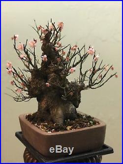 Japanese Apricot Prunus Mume Bonsai Tree Pink Flower 50 Yrs