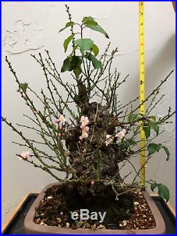 Japanese Apricot Prunus Mume Bonsai Tree Pink Flower 50 Yrs