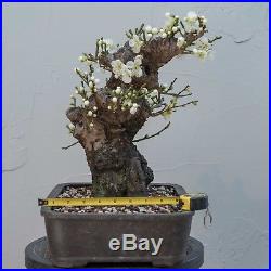 Japanese Apricot Prunus Mume Bonsai Tree White Flower 50 Yrs