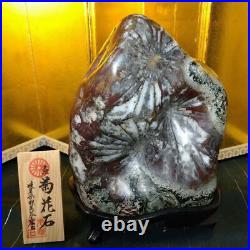 Japanese BONSEKI Bonsai stone KIKKA-SEKI SUISEKI Large size W21cm 7.6kg
