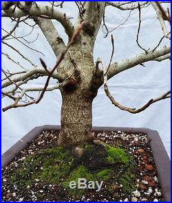 Japanese Beech Bonsai Tree