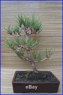 Japanese Black Pine Bonsai