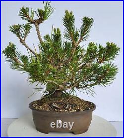 Japanese Black Pine Bonsai (15yrs) Shohin Pinus Thunbergii