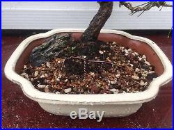 Japanese Black Pine Bonsai #2
