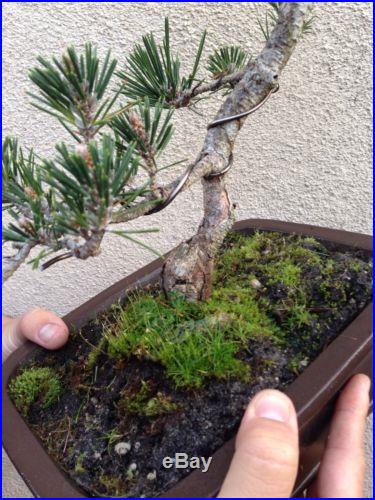 Japanese Black Pine Bonsai Kotobuki Rare Specimen
