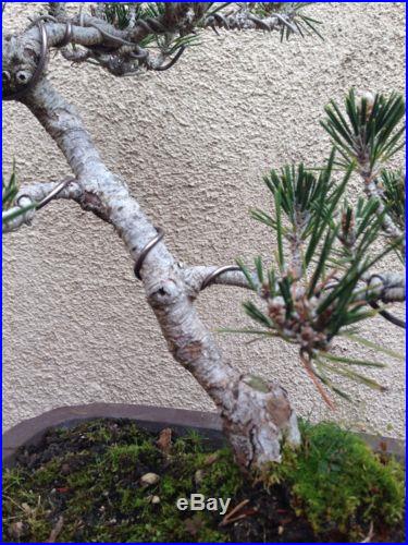 Japanese Black Pine Bonsai Kotobuki Rare Specimen