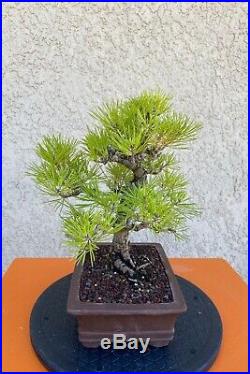 Japanese Black Pine Bonsai Mini Evergreen Thick Trunk RARE