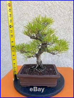 Japanese Black Pine Bonsai Mini Evergreen Thick Trunk RARE