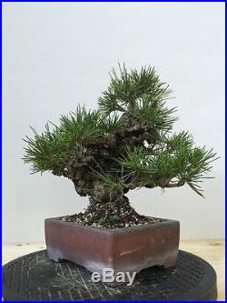 Japanese Black Pine Bonsai Shohin Nishiki